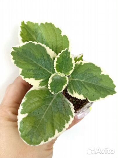 Плектрантус 20 видов