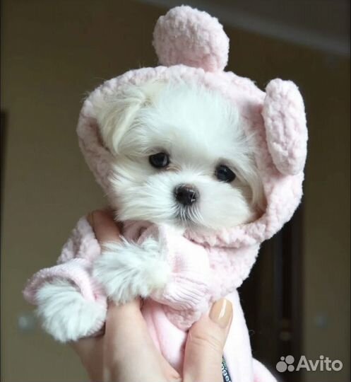 Мальтипу ф1