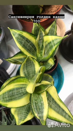 Комнатные растения