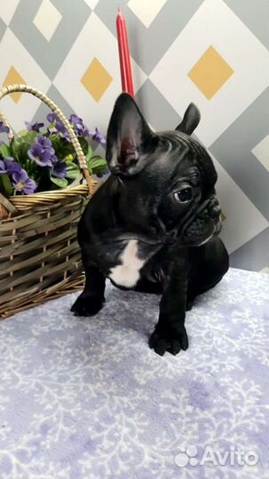 Французский бульдог мини