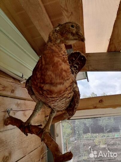 Чучело птицы