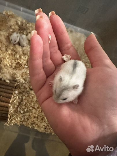 Джунгарский хомяк