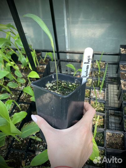 Roystonea regia / Ройстения королевская