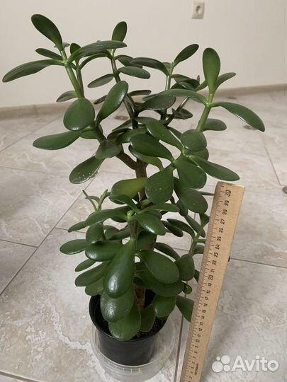 Толстянка (денежное дерево)