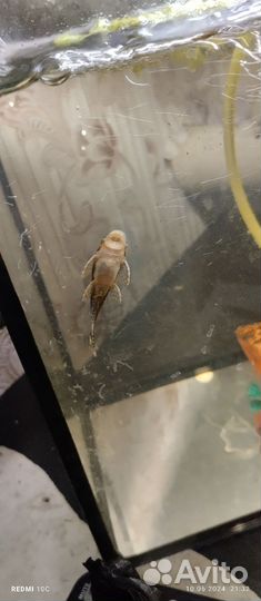 Сомики анциструсы