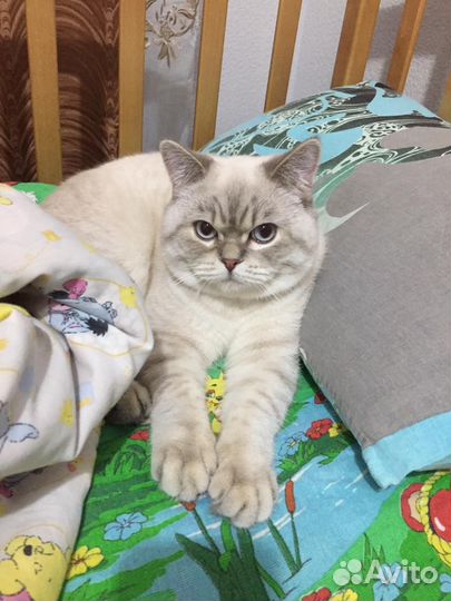 Шотландский кот вязка