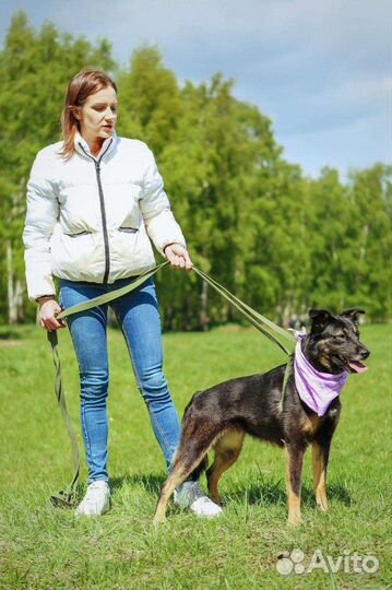 Собака в добрые руки отдам бесплатно