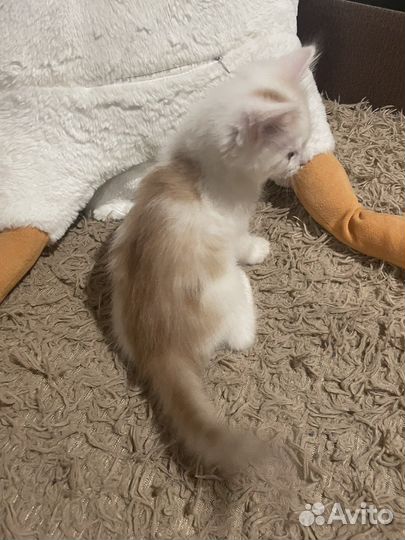 Котенок бесплатно
