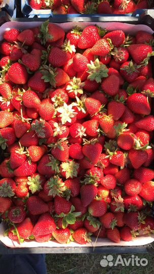 Готовый бизнес по выращиванию клубники и рассады