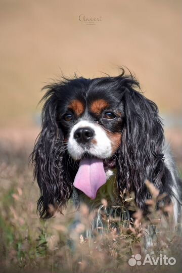 Фотограф животных. Фотограф - анималист