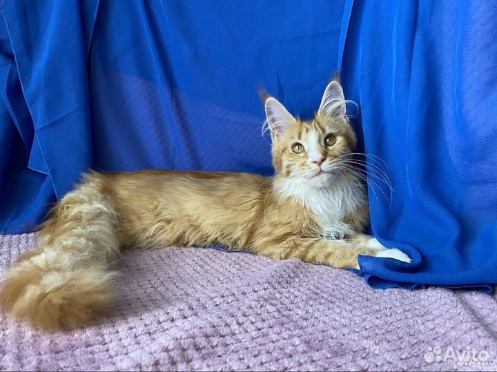 Мейн-кун девочка