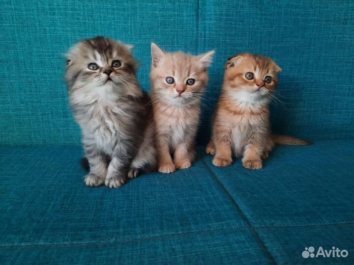 Шотландские котята