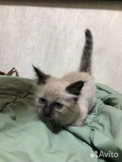 Котенок