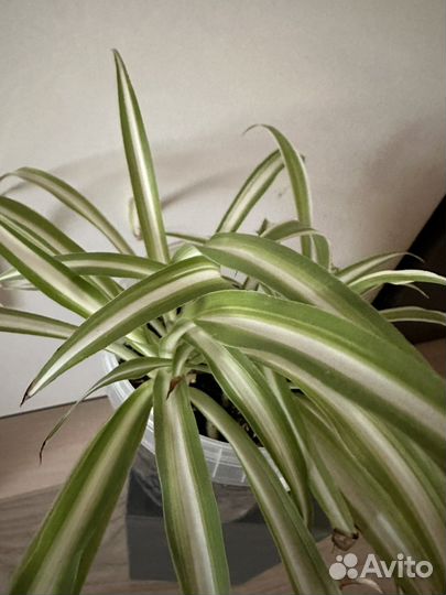 Хлорофитум