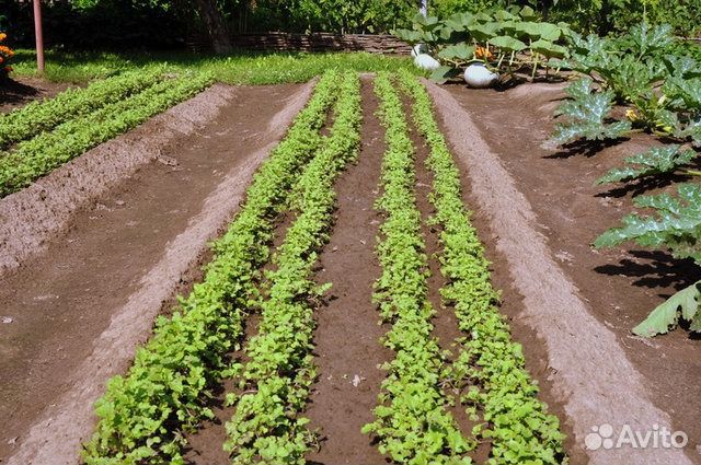 Перегной - Чернозем тамбов кач-во.35кг и насыпом д