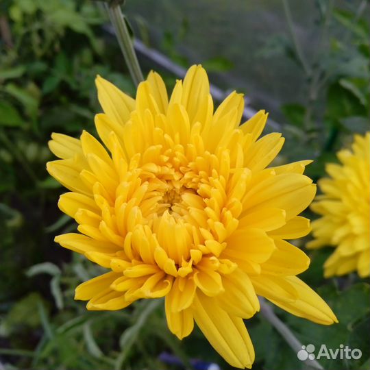 Хризантемы кустовые и мультифлора