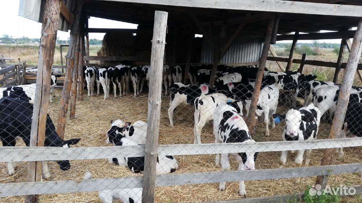 Телята на откорм