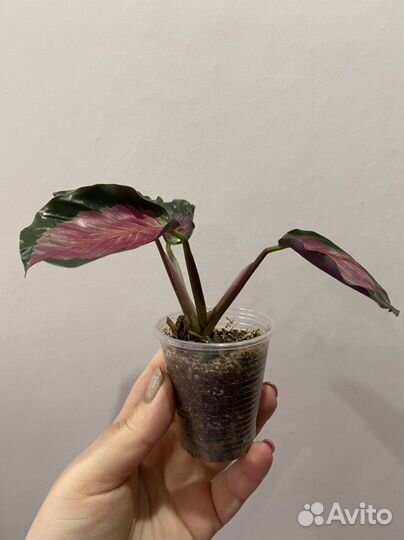 Маранта триколор