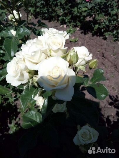 Кустовые розы саженцы