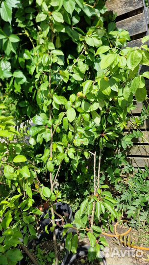 Взрослые Яблони,сливы,инжи,черешня и др, зкс