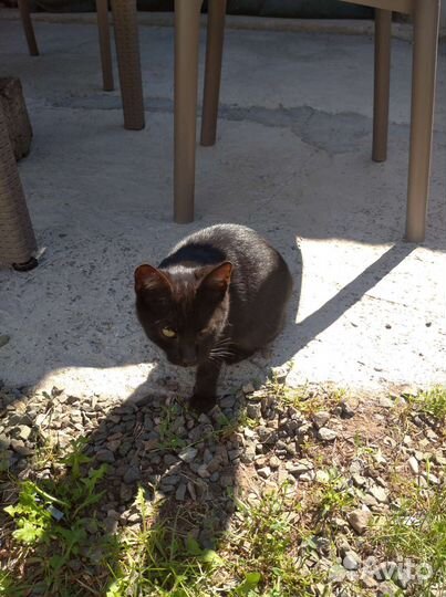 Котики очень ищут добрые ручки