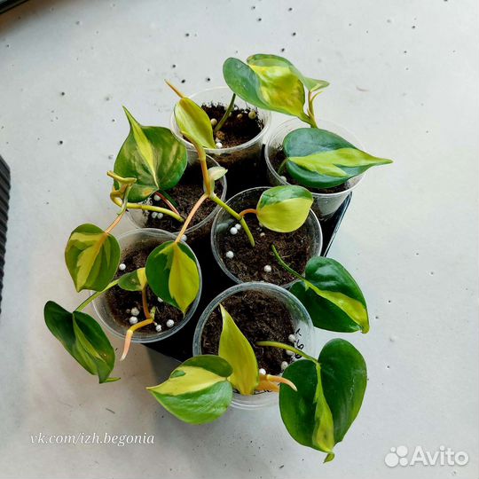 Сциндапсус Филодендрон Эпипремнум