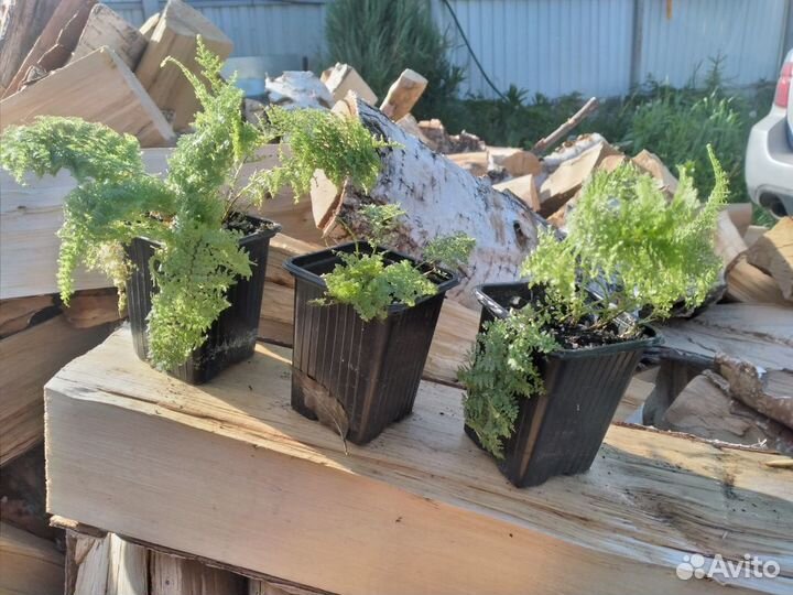 Комнатные растения цветы