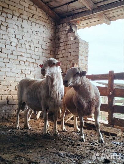 Бараны на племя Катумские