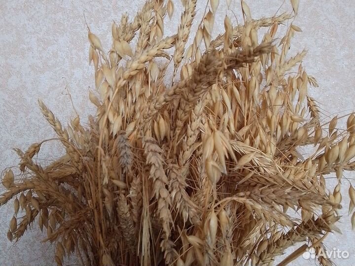 Зерно ячмень, овёс