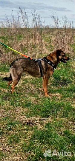 Собака в добрые руки отдам бесплатно