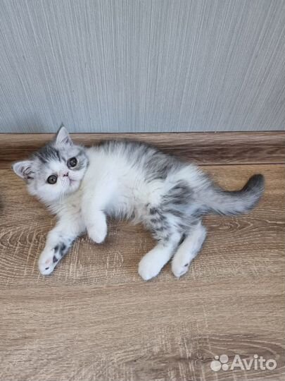 Кошечка-экзот шоу-класса