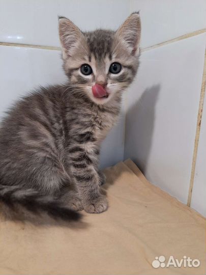 Котята 2 мес