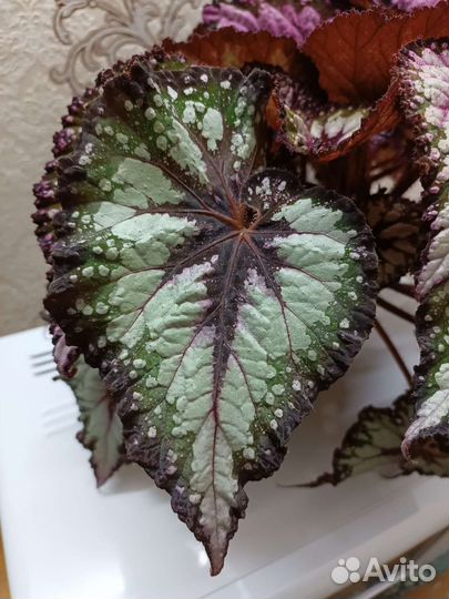 Бегония декоративно лиственная