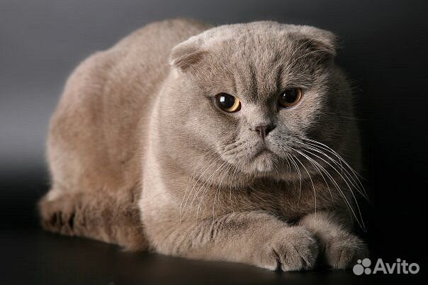 Вязка кот