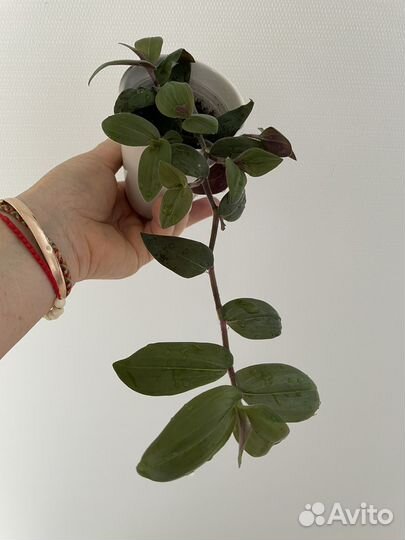 Традесканция Baby Bunny's