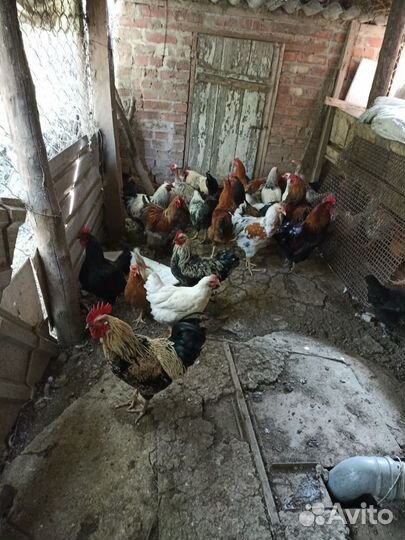 Куры несушки