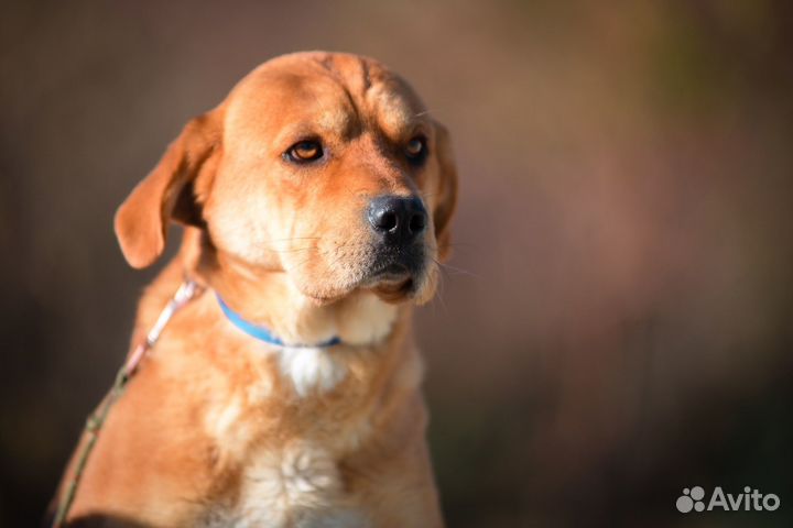 Зевс метис шарпея