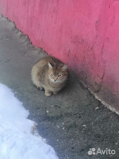 Кошка в дар