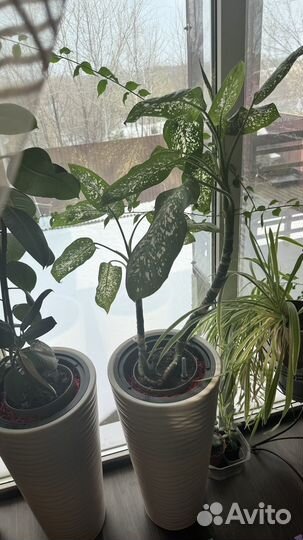 Живые цветы в горшках большие