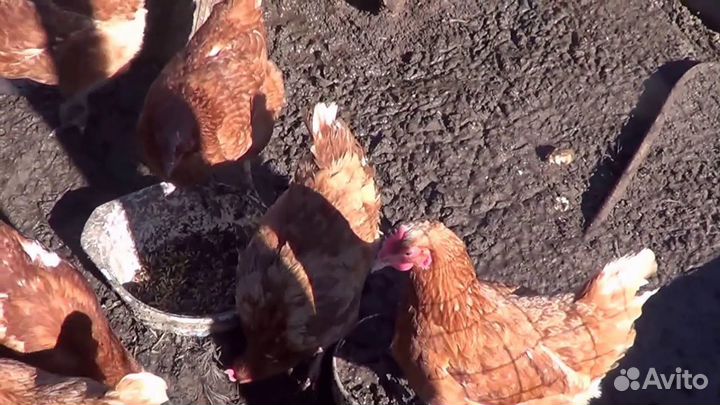 Курочки несушки