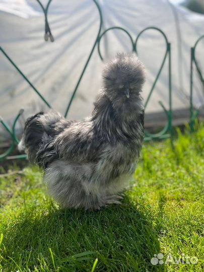 Петухи китайские шелковые