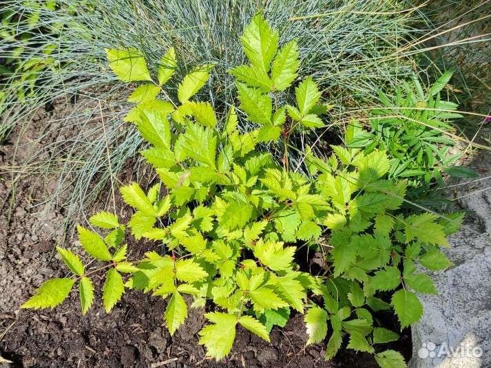 Астильбы. Многолетники