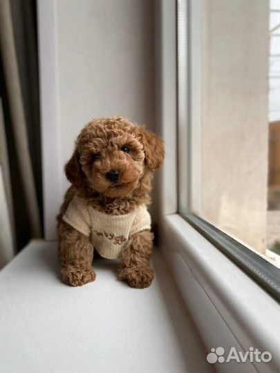 Мальтипу микро