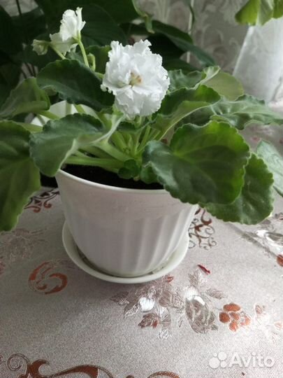 Фиалка в горшках