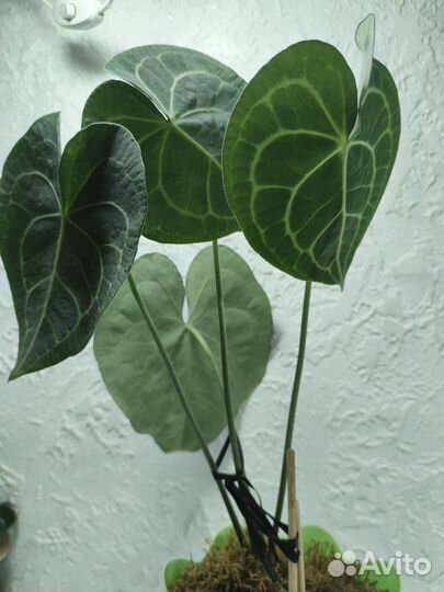 Антуриум Кларинервиум