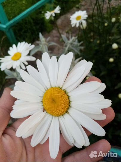 Можжевельник