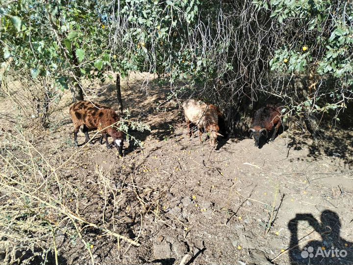 Овцы бараны ягнята