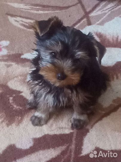 Йоркширский терьер