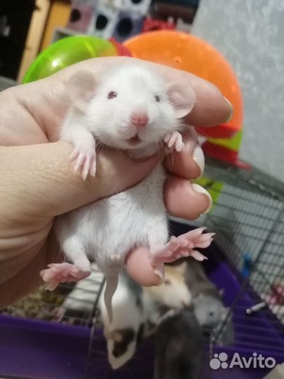 Крыса крысята дамбо
