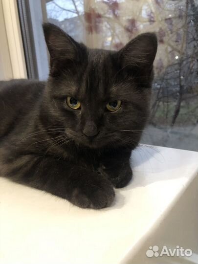 Котята в добрые руки бесплатно